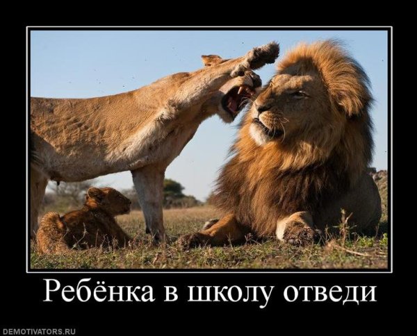 Лев демотиватор