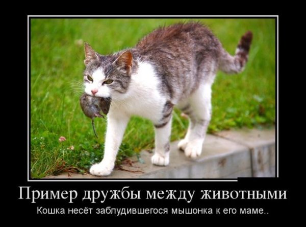 Удивительный пример дружбы между животными демотиваторы