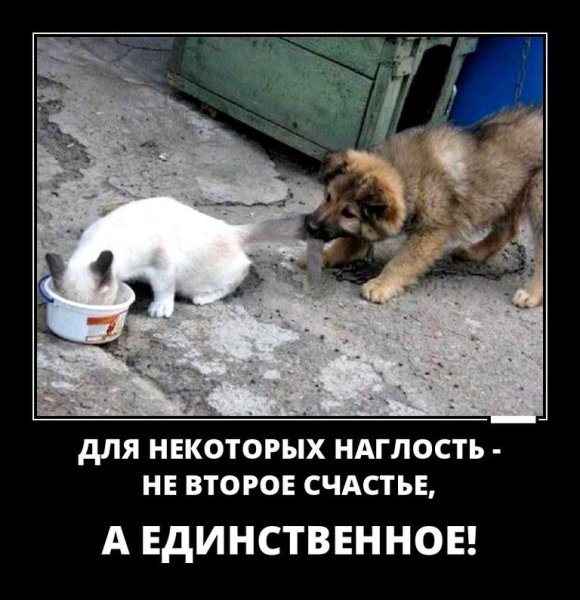 Собаки коты демотиватор