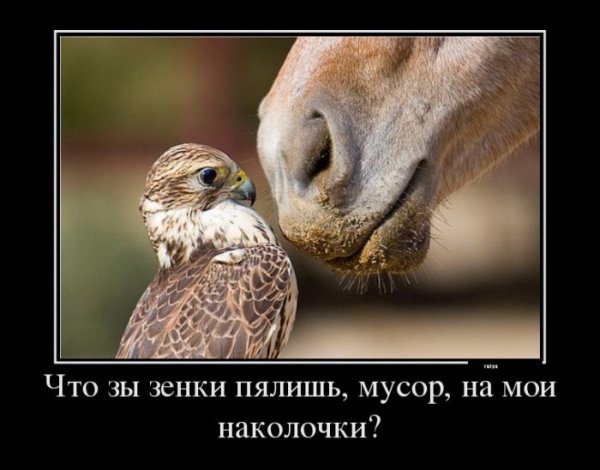 Демотиваторы смешные про животных