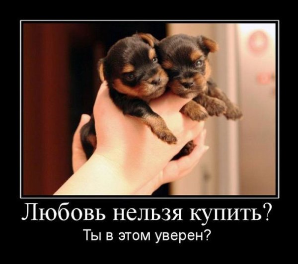 Демотиваторы про любовь у животных
