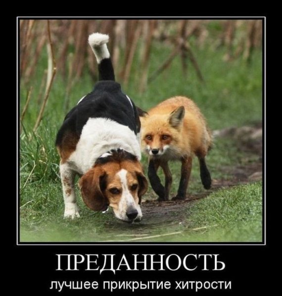 Лучшие демотиваторы