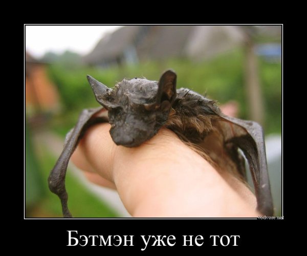 Демотиваторы смешные про животных