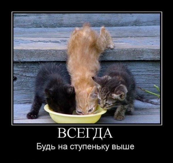 Демотиваторы с животными