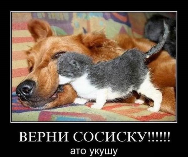 Анекдоты про кошек и собак