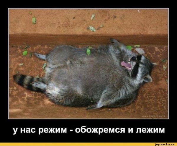 У нас режим обожремся и лежим