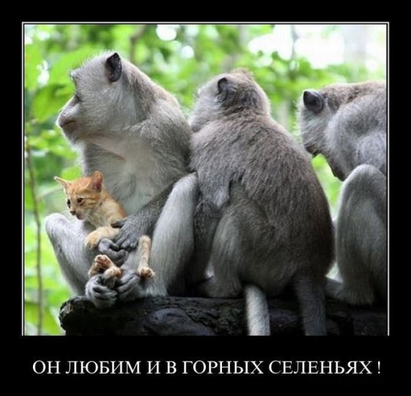 Прикольные демотиваторы с надписями