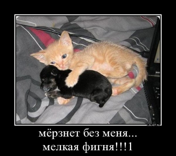 Демотиваторы кошки