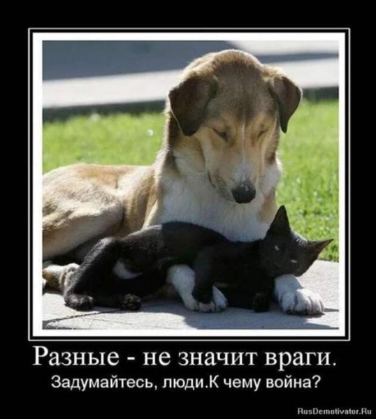 Демотиваторы со смыслом лучшее