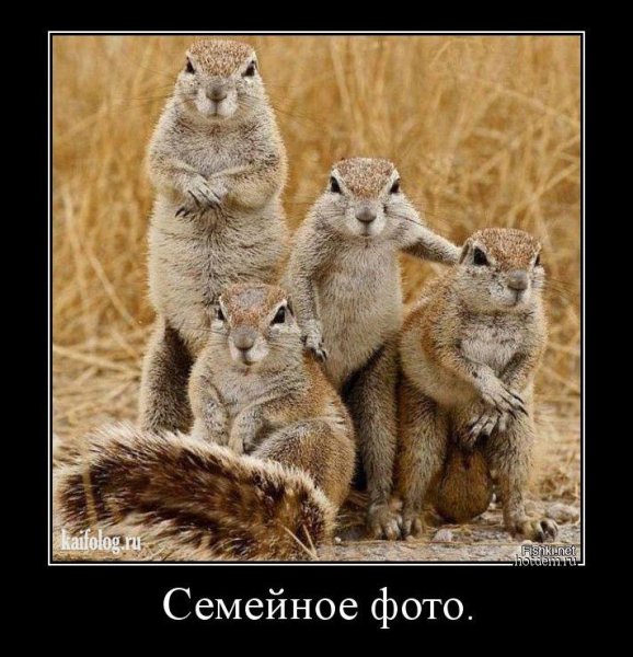 Демотиваторы с животными смешные
