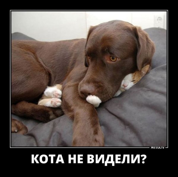 Собаки коты демотиватор