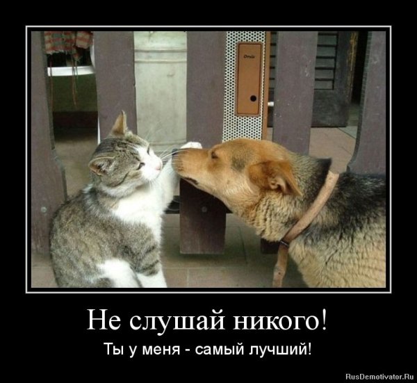Кот и собака демотиватор