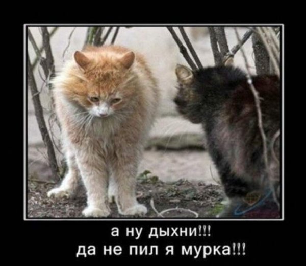 Демотиваторы про животных ржачные