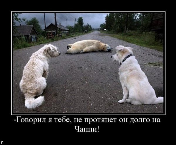 Демотиваторы про животных прикольные