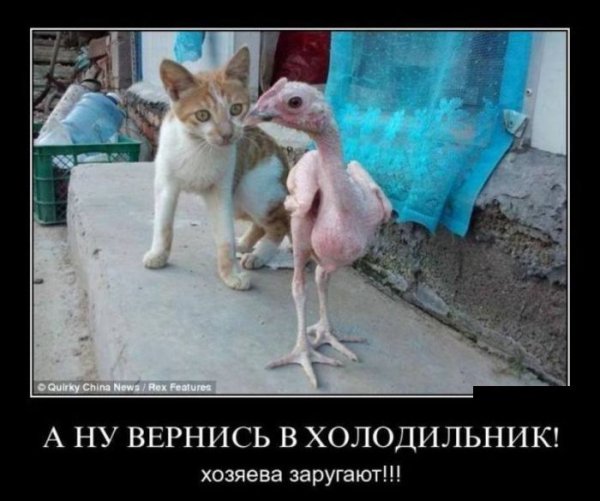 Курица приколы демотиваторы