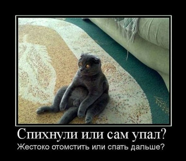 Смешные демотиваторы с надписями