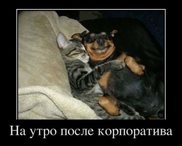 Веселые демотиваторы с животными