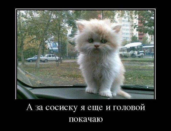 Прикольные демотиваторы с надписями