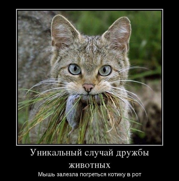 Мышь демотиватор