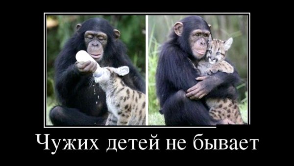Чужих детей не бывает демотиватор