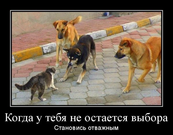Кот и собака демотиватор