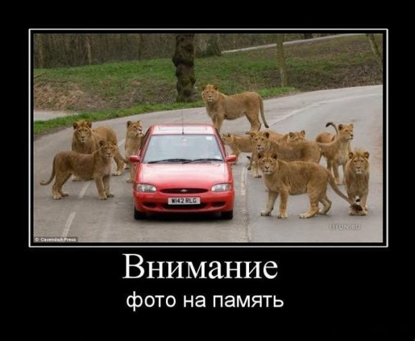 Прикольные демотиваторы с животными