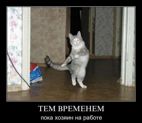 Демотиваторы про котов