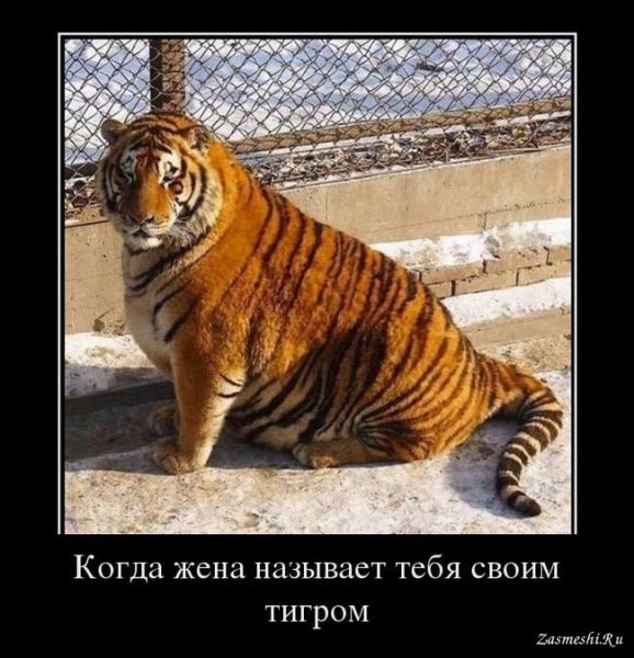 Амурские тигры растолстели