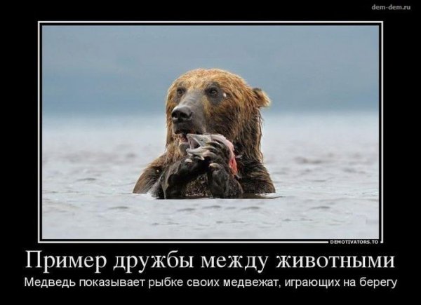 Пример дружбы между животными демотиватор
