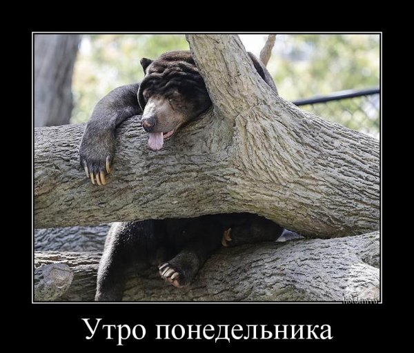 Понедельник демотиваторы