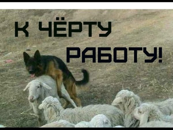 Правила шефа прикольные