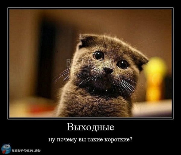 Про выходные смешные