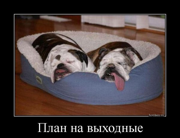 Приколы с животными демотиваторы