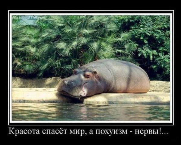 Красота спасет мир демотиваторы