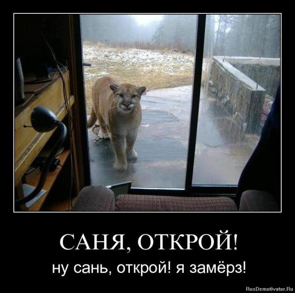 Кот Саня Открой