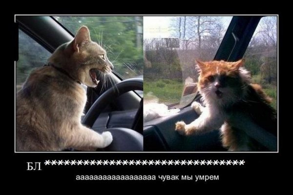 Тормози прикольные картинки