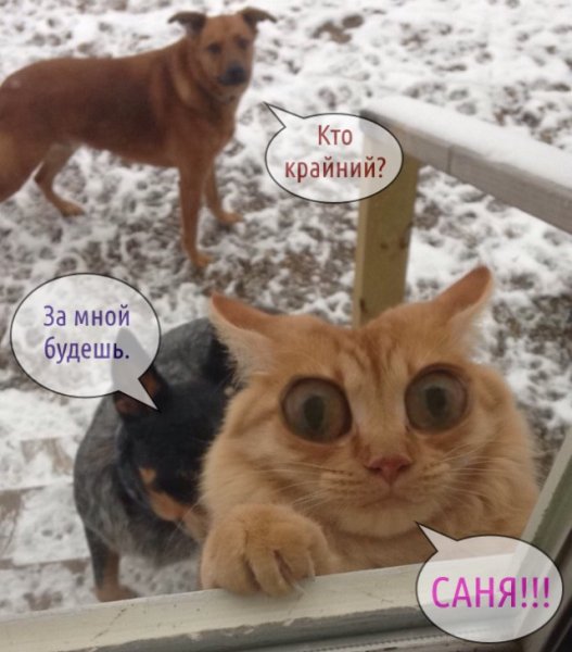 Саня Мем кот
