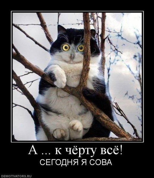 Весна идет коты