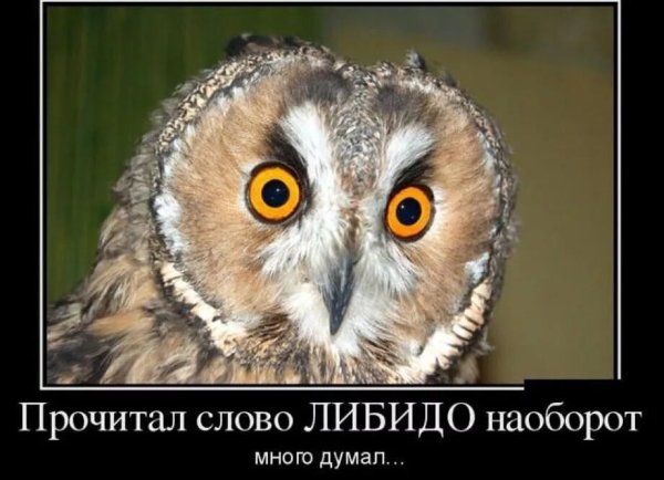 Сова демотиватор