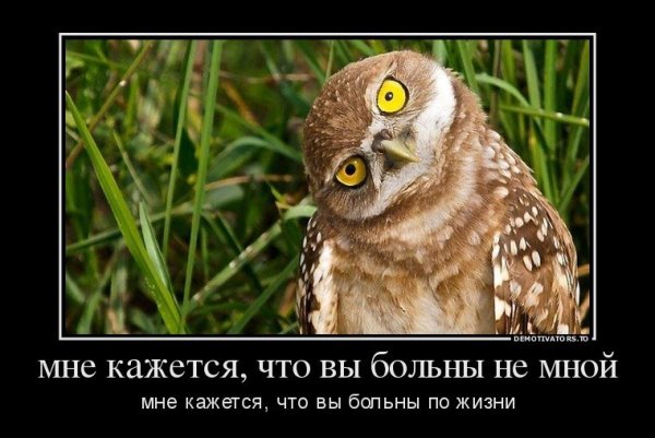 Сова демотиватор