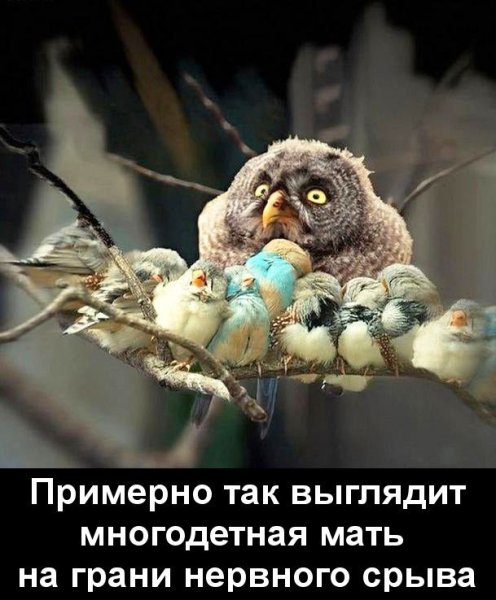 Прикольные Совы с надписями