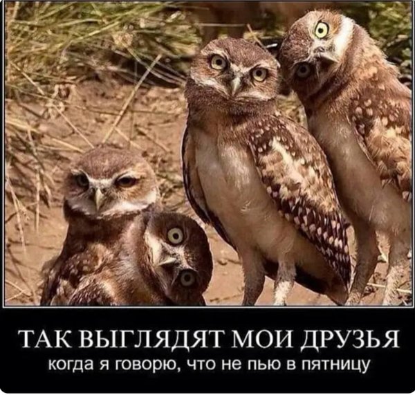 Совы на планерке в понедельник