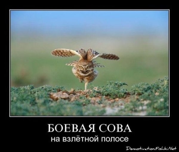 Прикольные Совы демотиваторы