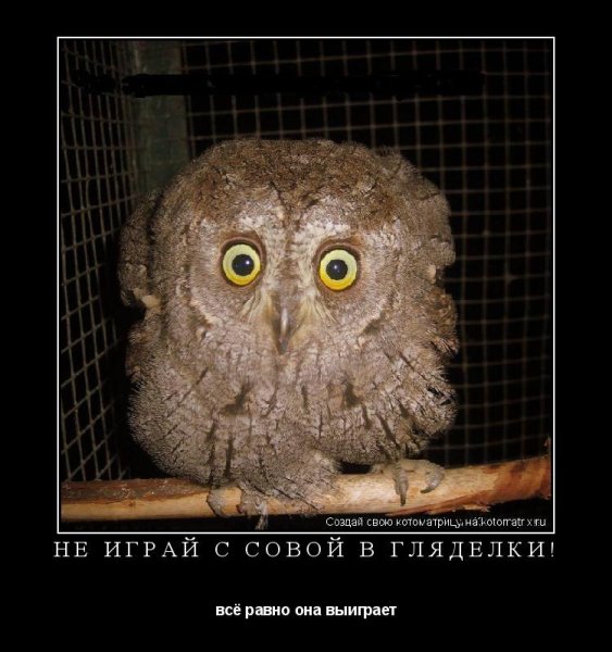Сова демотиватор