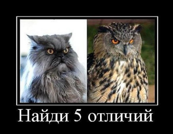 Кот Сова демотиватор