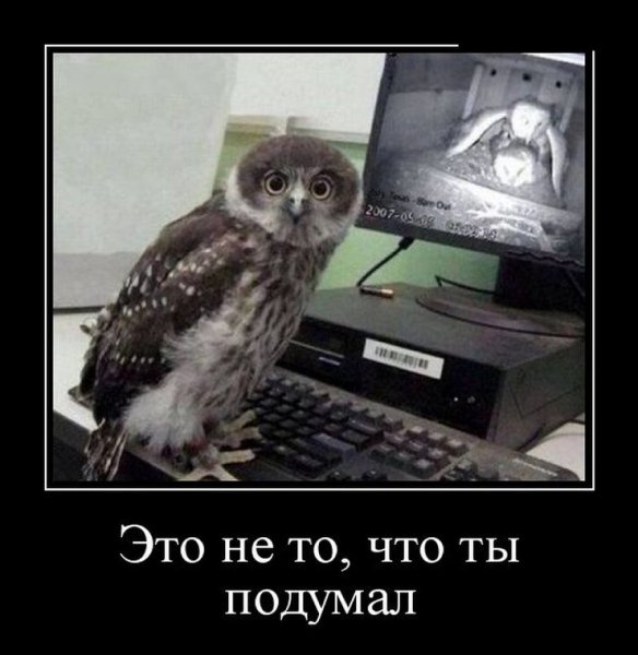 Сова прикол