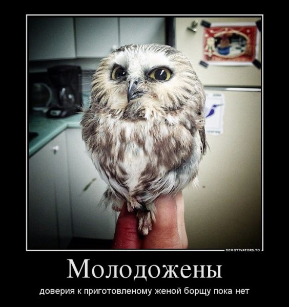 Домашняя Сова Сыч