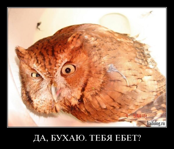 Погладь сову