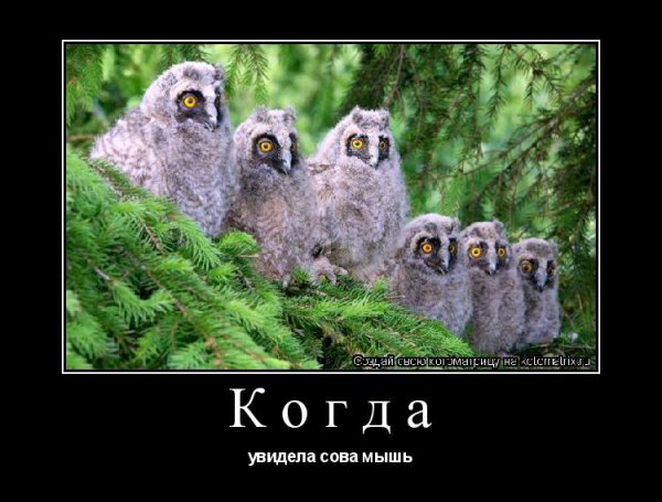 Сова демотиватор