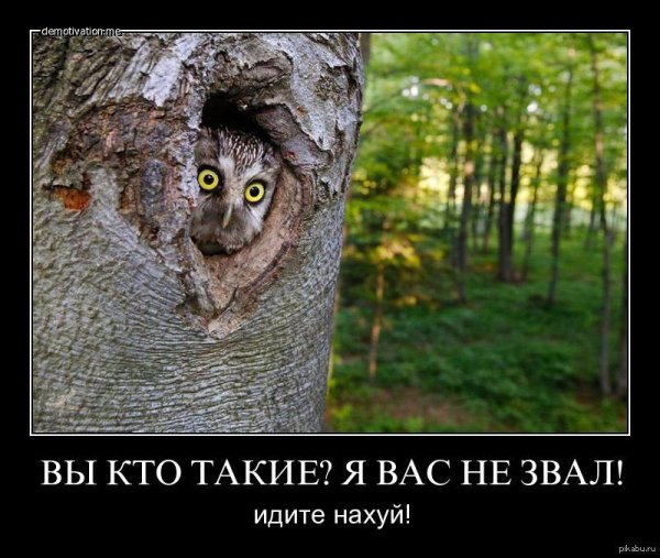 Сова демотиватор